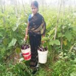 बिहान से बदली ममता की जिंदगी, सब्जी की खेती से बनी आत्मनिर्भर